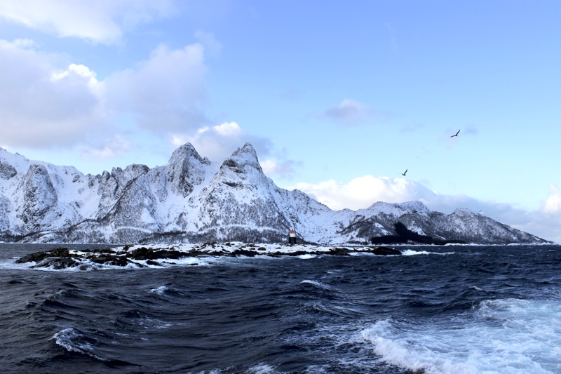 Das große Skrei Abenteuer Lofoten Norwegen