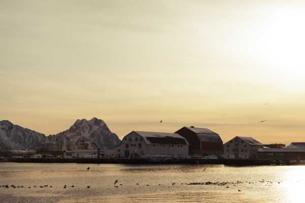 Das große Skrei Abenteuer Lofoten