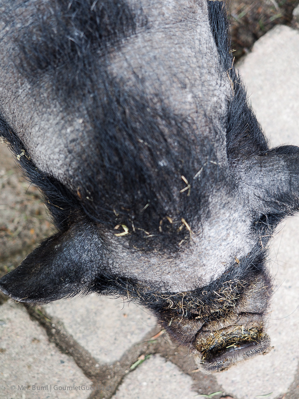 Hängebauchschwein Wildpark Schwarze Berge Hamburg | GourmetGuerilla.de