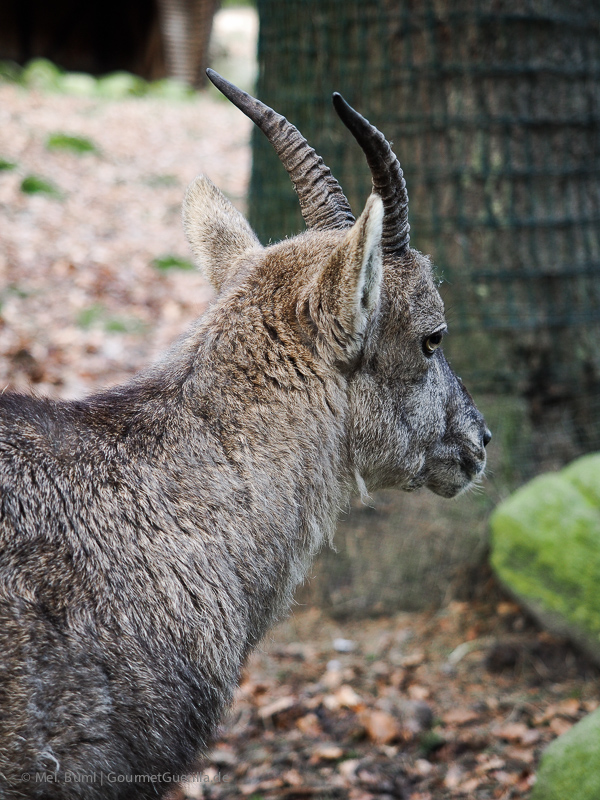 Geiß Wildpark Schwarze Berge Hamburg | GourmetGuerilla.de
