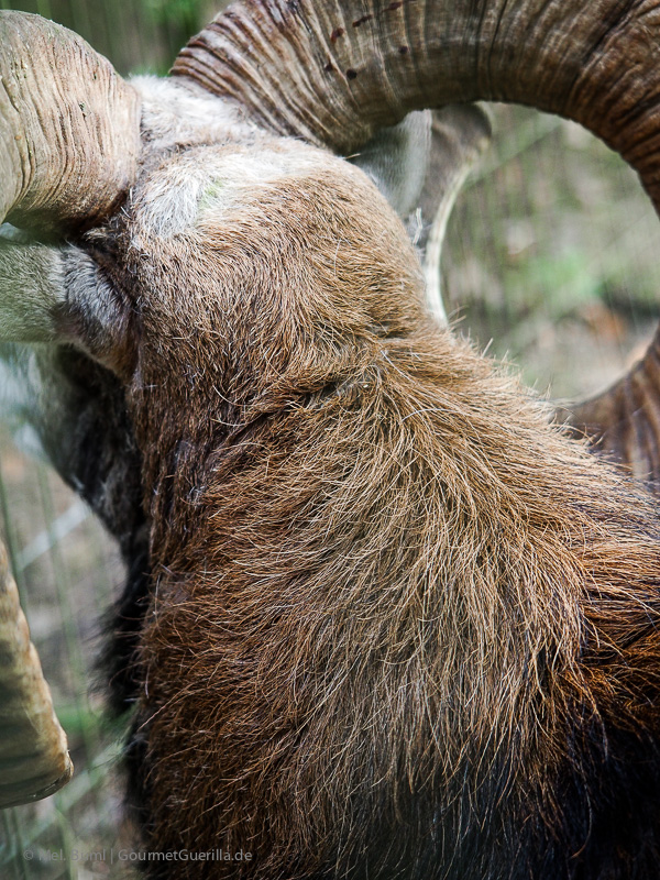 Wildpark Schwarze Berge Hamburg | GourmetGuerilla.de