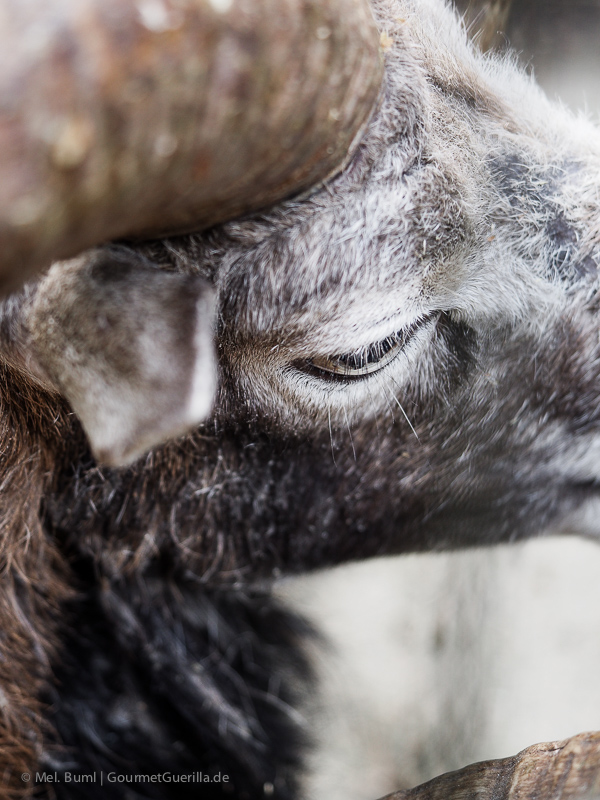 Wildpark Schwarze Berge Hamburg | GourmetGuerilla.de