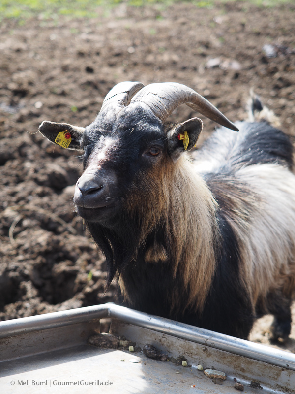 Wildpark Schwarze Berge Hamburg | GourmetGuerilla.de