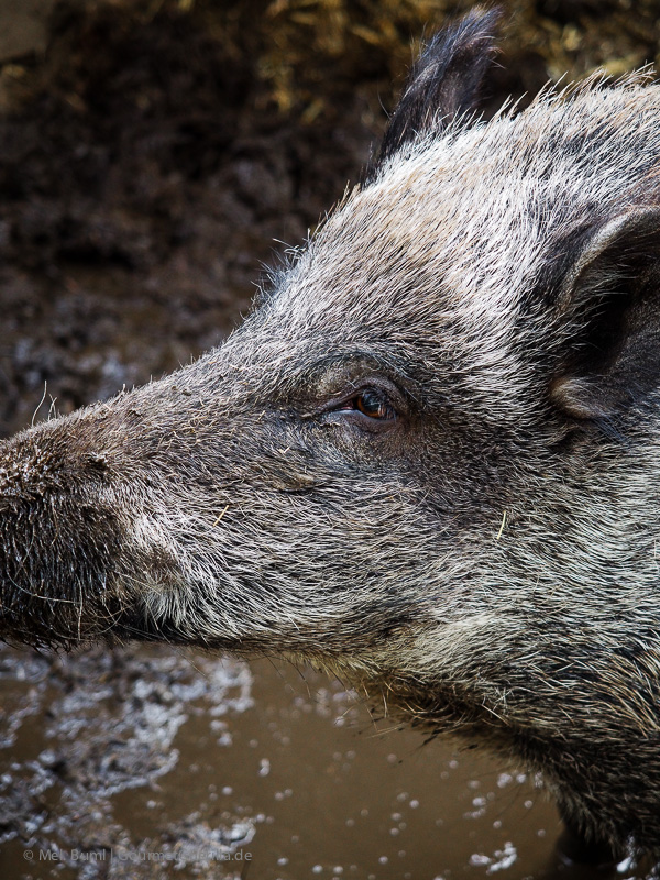 Keiler Wildschwein Wildpark Schwarze Berge Hamburg | GourmetGuerilla.de