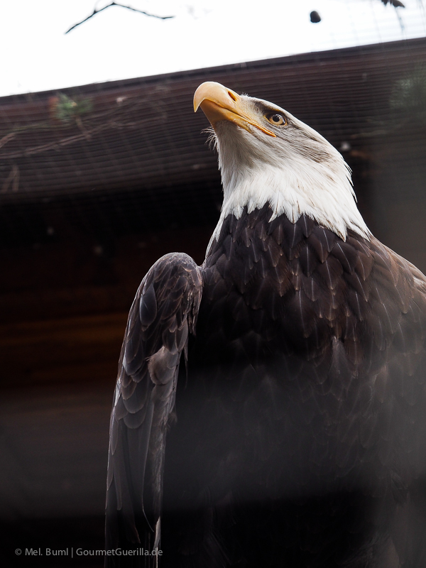 Weißkopfseeadler Wildpark Schwarze Berge Hamburg | GourmetGuerilla.de