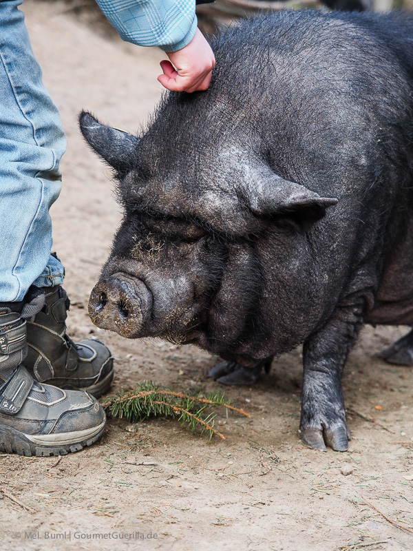 Hängebauchschwein Wildpark Schwarze Berge Hamburg | GourmetGuerilla.de