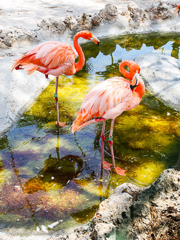Mallorca Zoo Safari Flamingos | GourmetGuerilla.de