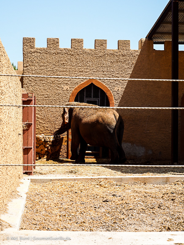 Mallorca Zoo Safari Elefanten | GourmetGuerilla.de