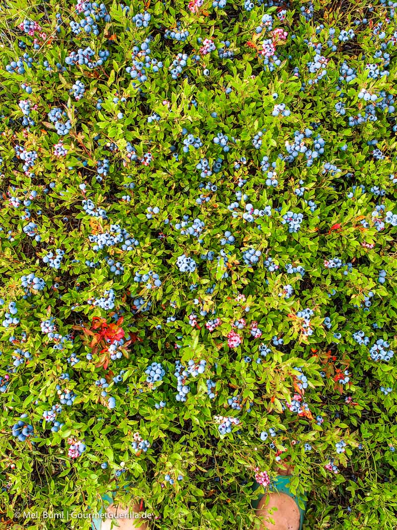 Kanada Nova Scotia mitten im Feld mit Wilden Blaubeeren | GourmetGuerilla.de