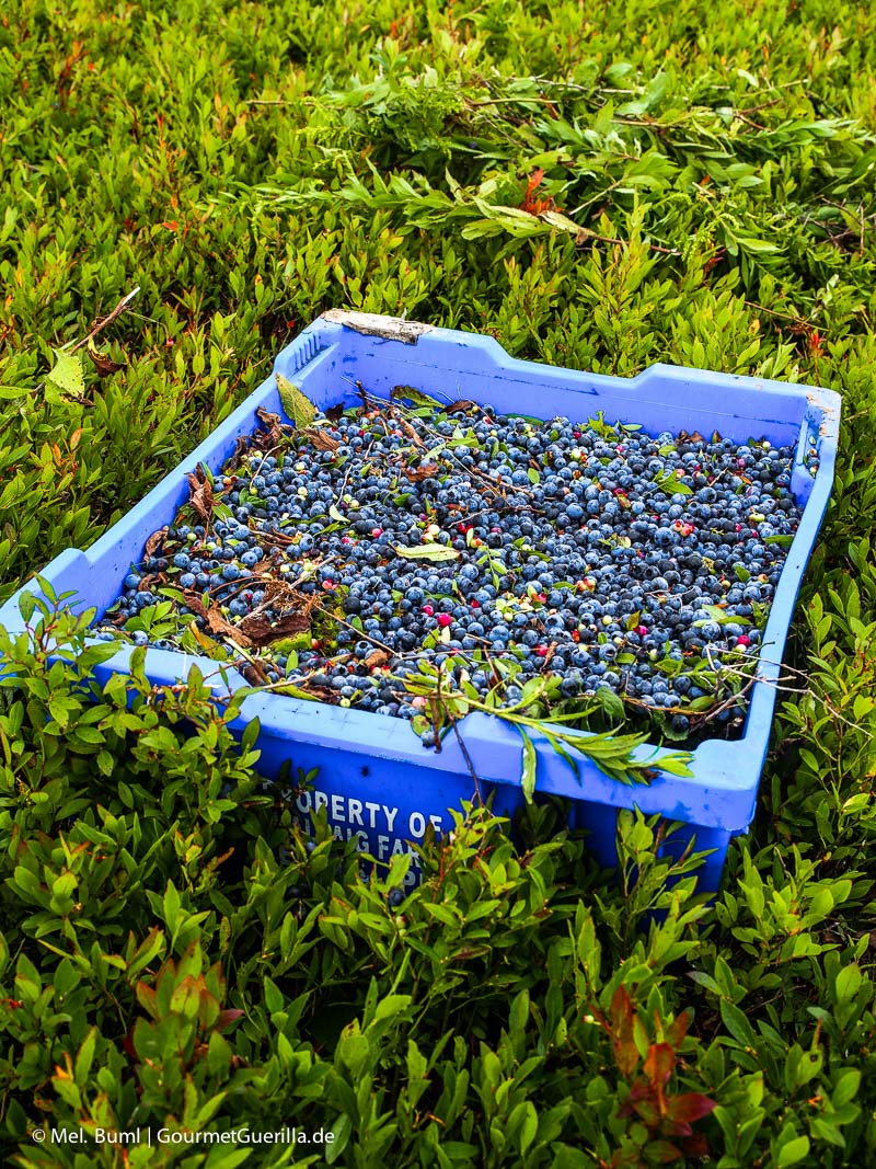 Kanada Nova Scotia auf dem Feld mit frisch gepflückten Wilden Blaubeeren | GourmetGuerilla.de