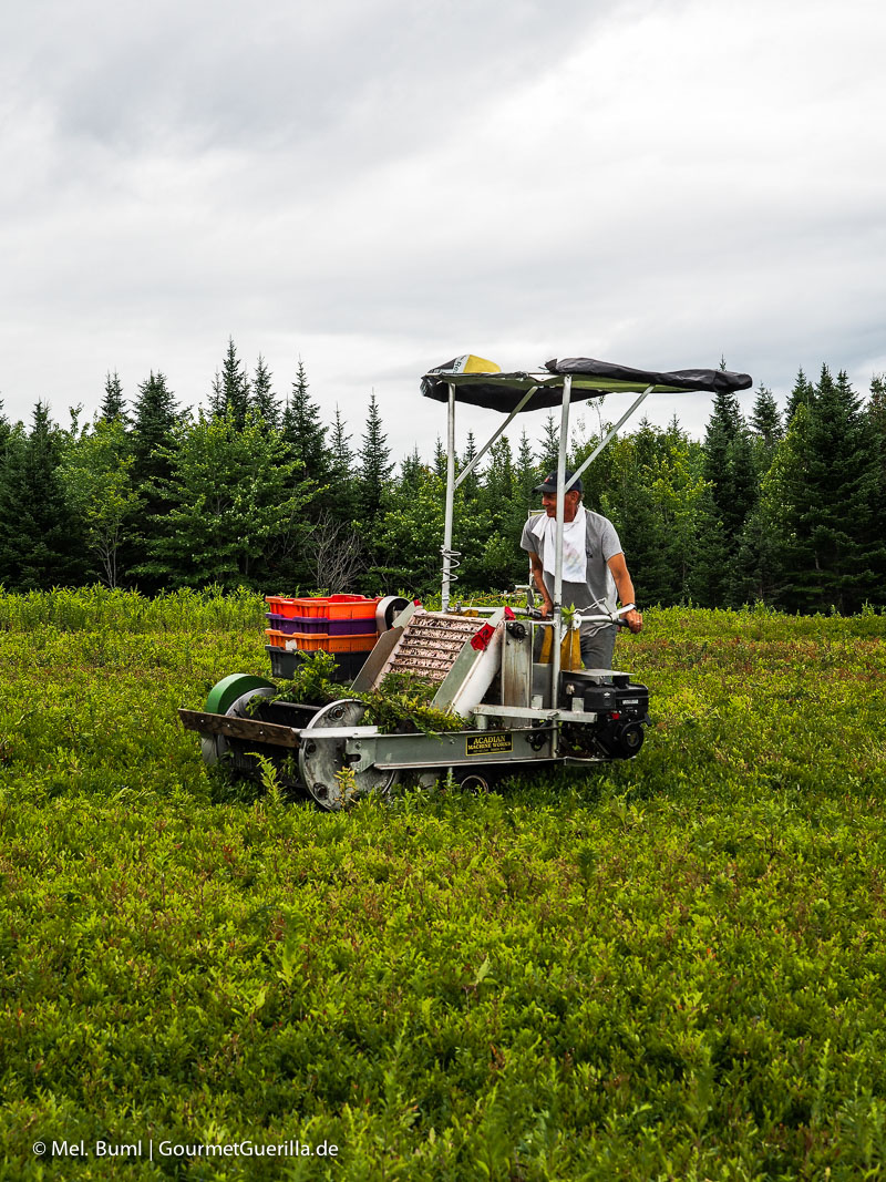 Kanada Nova Scotia Wilde Blaubeeren ernten mitten im Nirgendwo | GourmetGuerilla.de