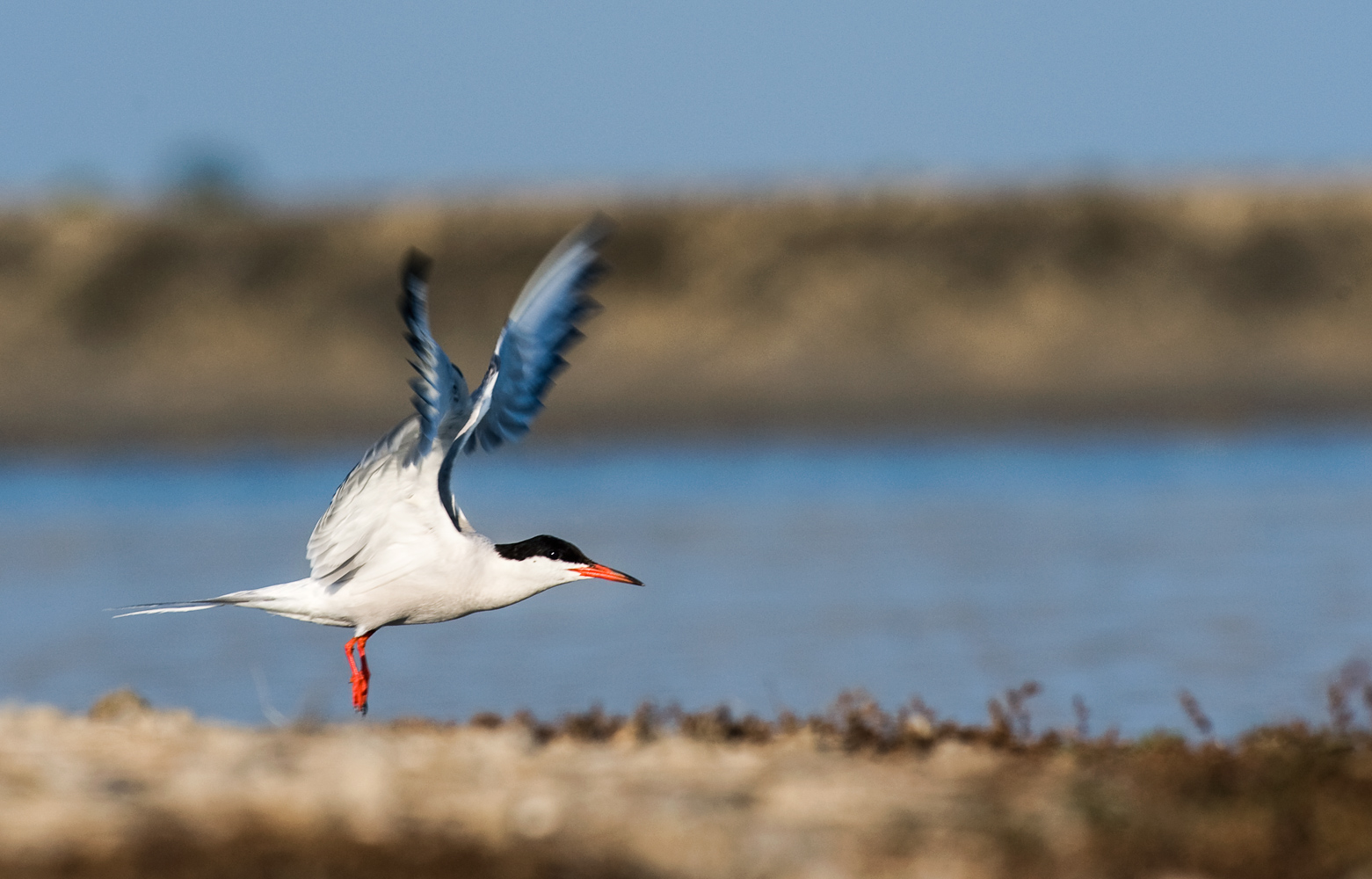 Travel France - Groupe Salins_Flussseeschwalbe