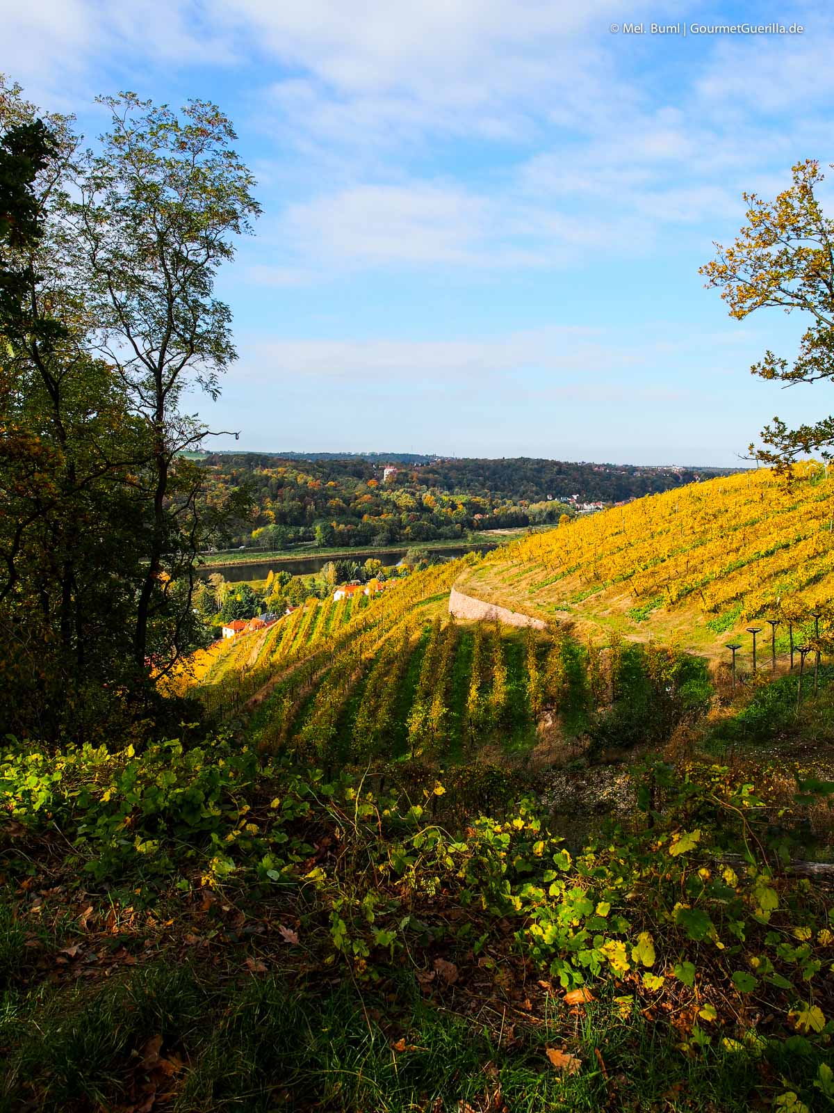 Ausblick auf Meißen Sächsische Weinstraße | GourmetGuerilla.de
