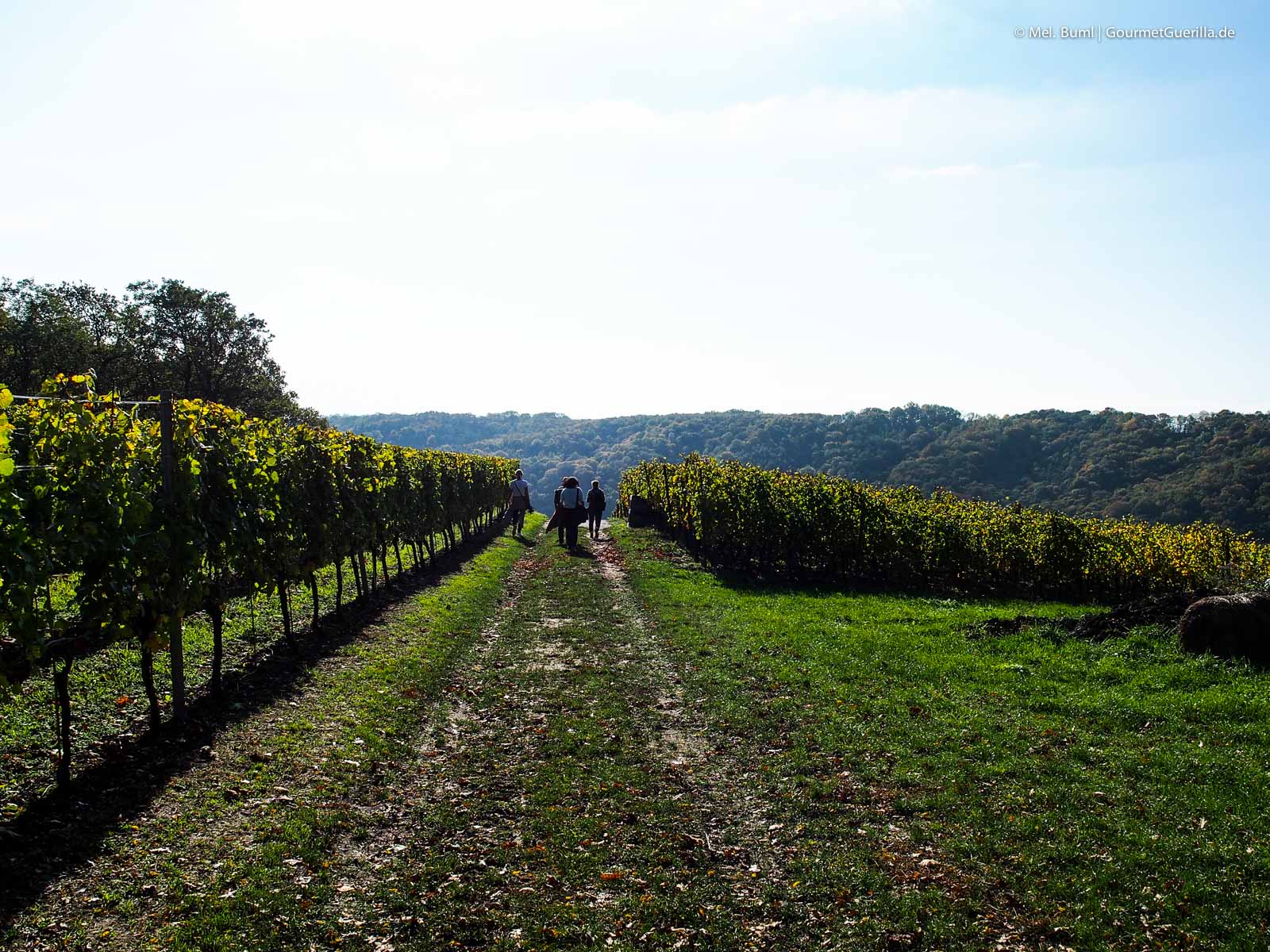 Weinberg beim Einwandern mit Anja Fritz Sächsische Weinstraße Meißen | GourmetGuerilla.de