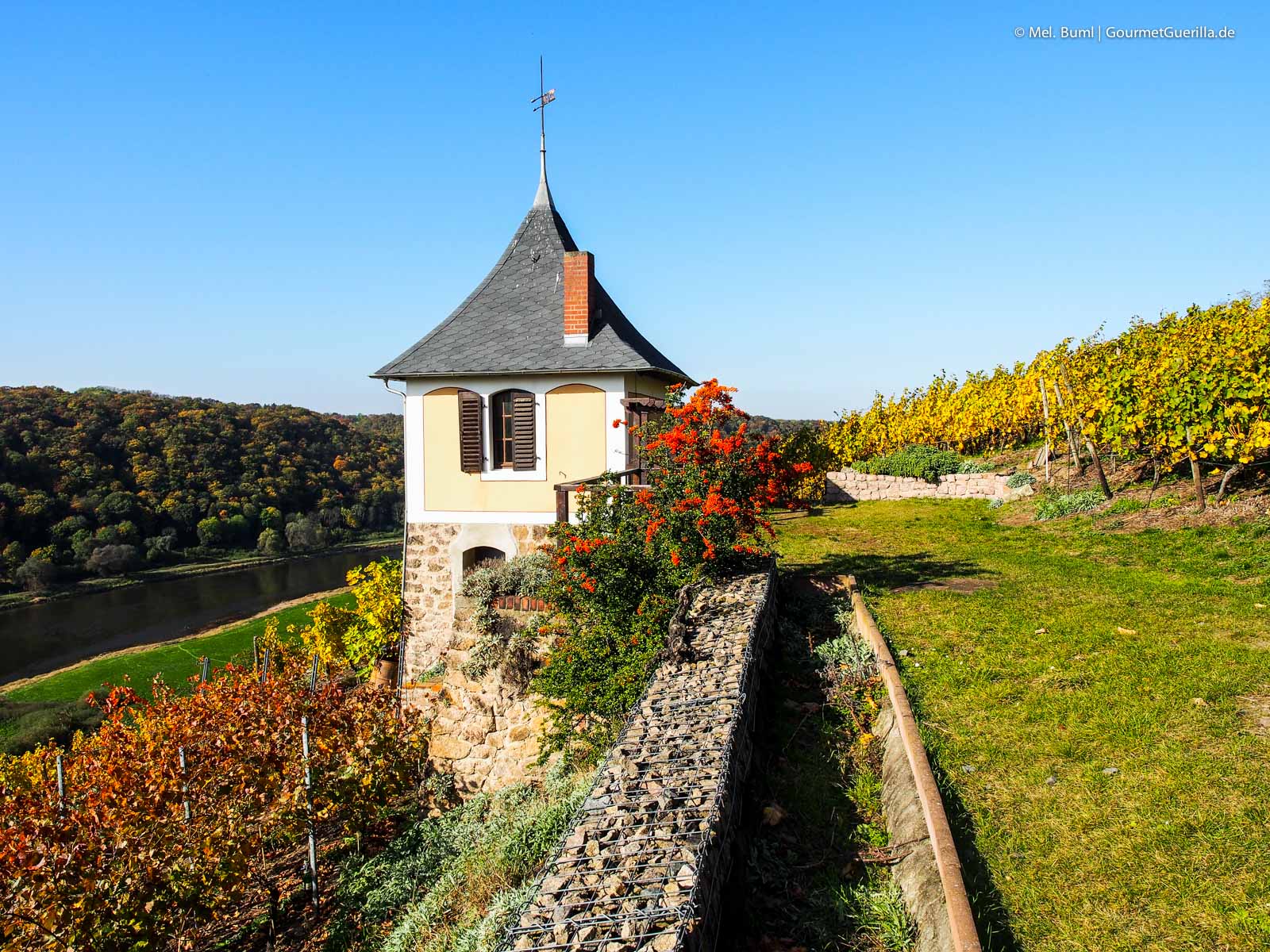 Weinberg beim Einwandern mit Anja Fritz Sächsische Weinstraße Meißen | GourmetGuerilla.de