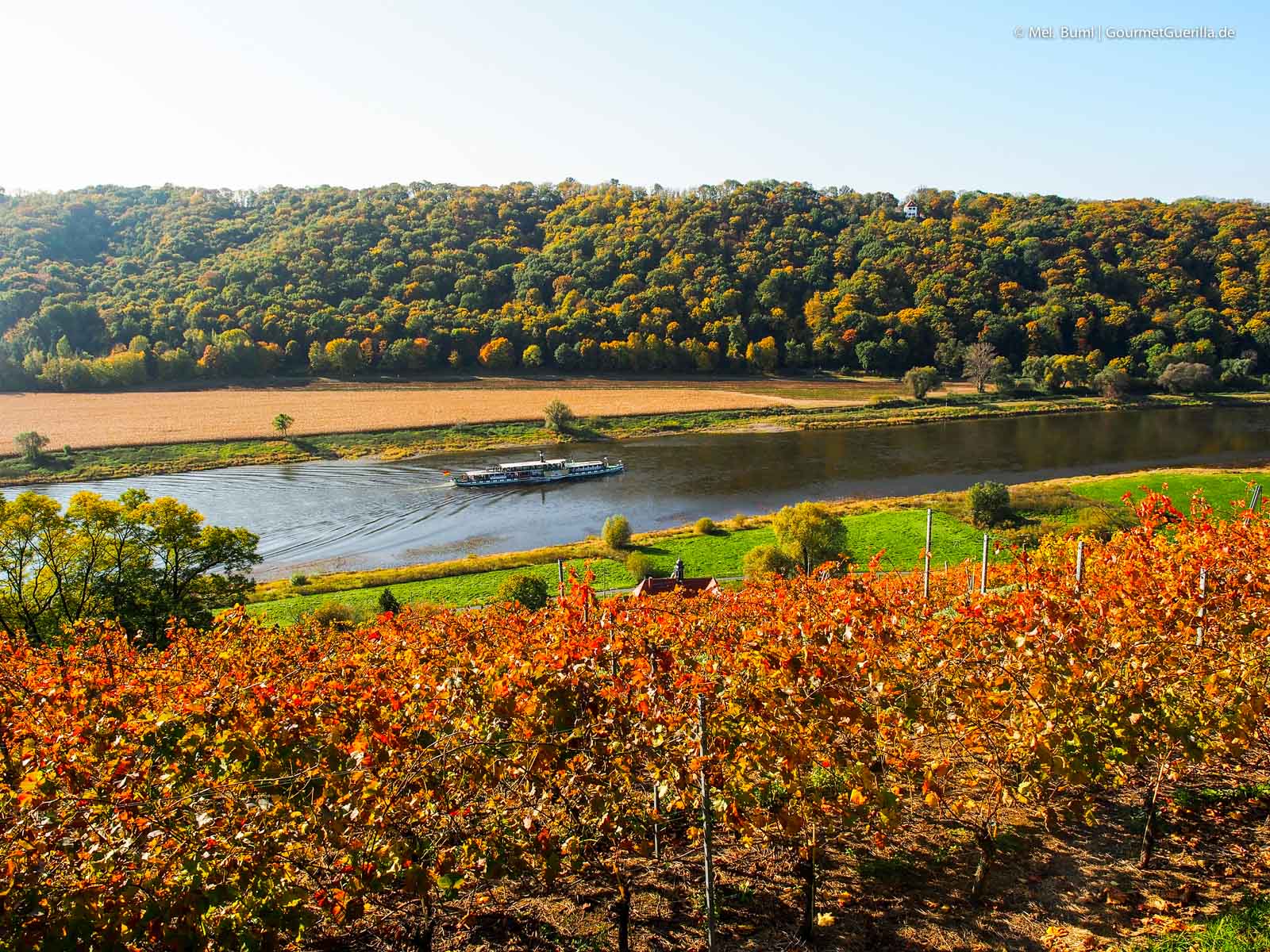 Weißer Dampfer Weinberg beim Einwandern mit Anja Fritz Sächsische Weinstraße Meißen | GourmetGuerilla.de