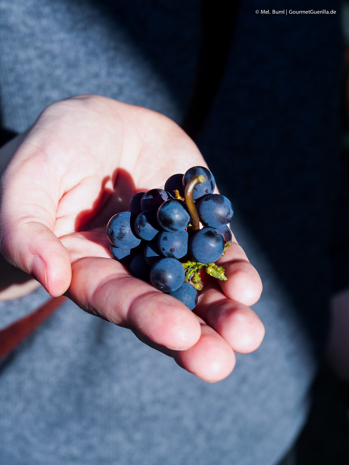 Rote Trauben Schloss Wackerbarth Sächsisches Stadtweingut Weinstraße | GourmetGuerilla.de