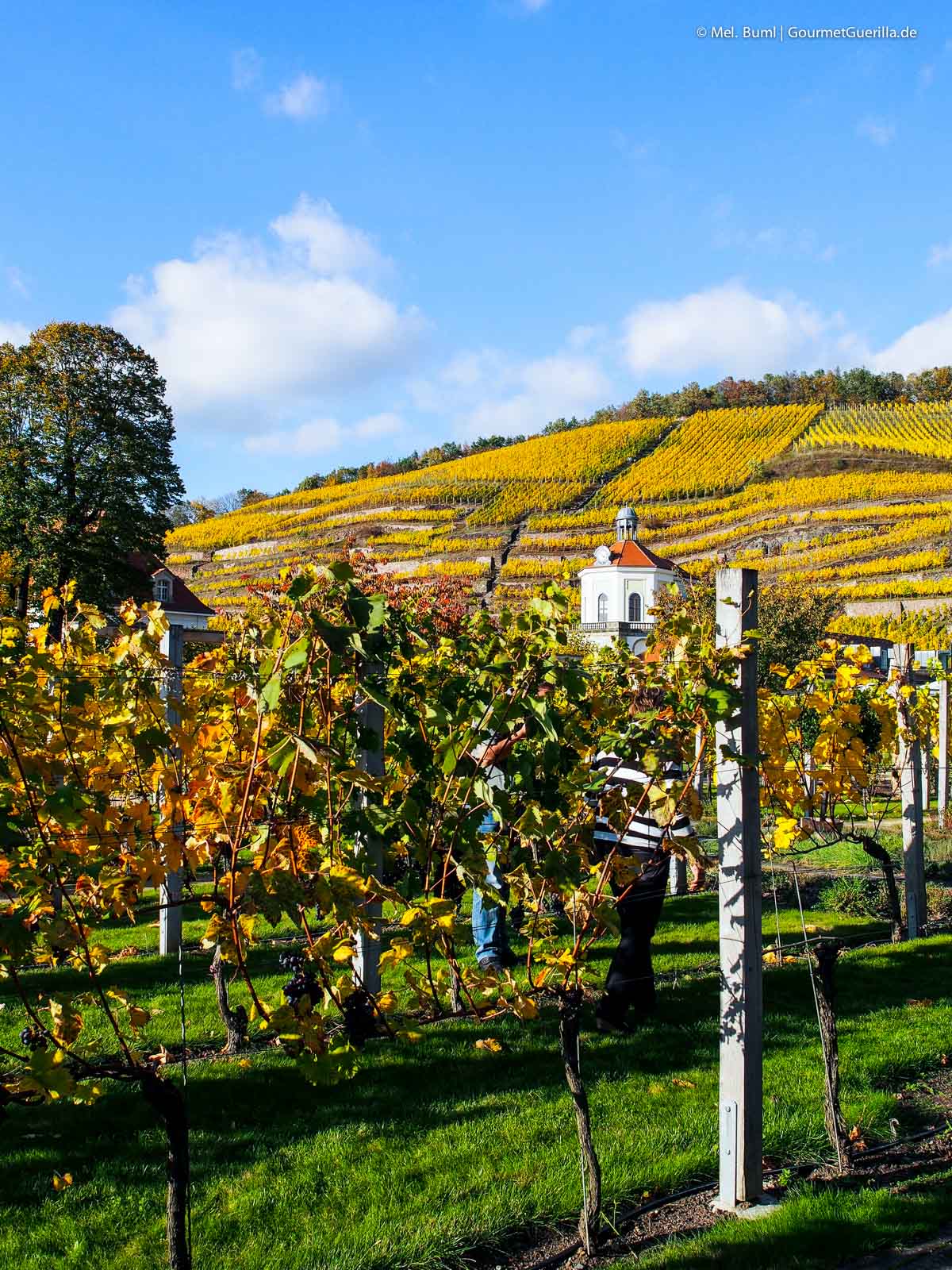 Schloss Wackerbarth Sächsisches Stadtweingut Weinstraße | GourmetGuerilla.de