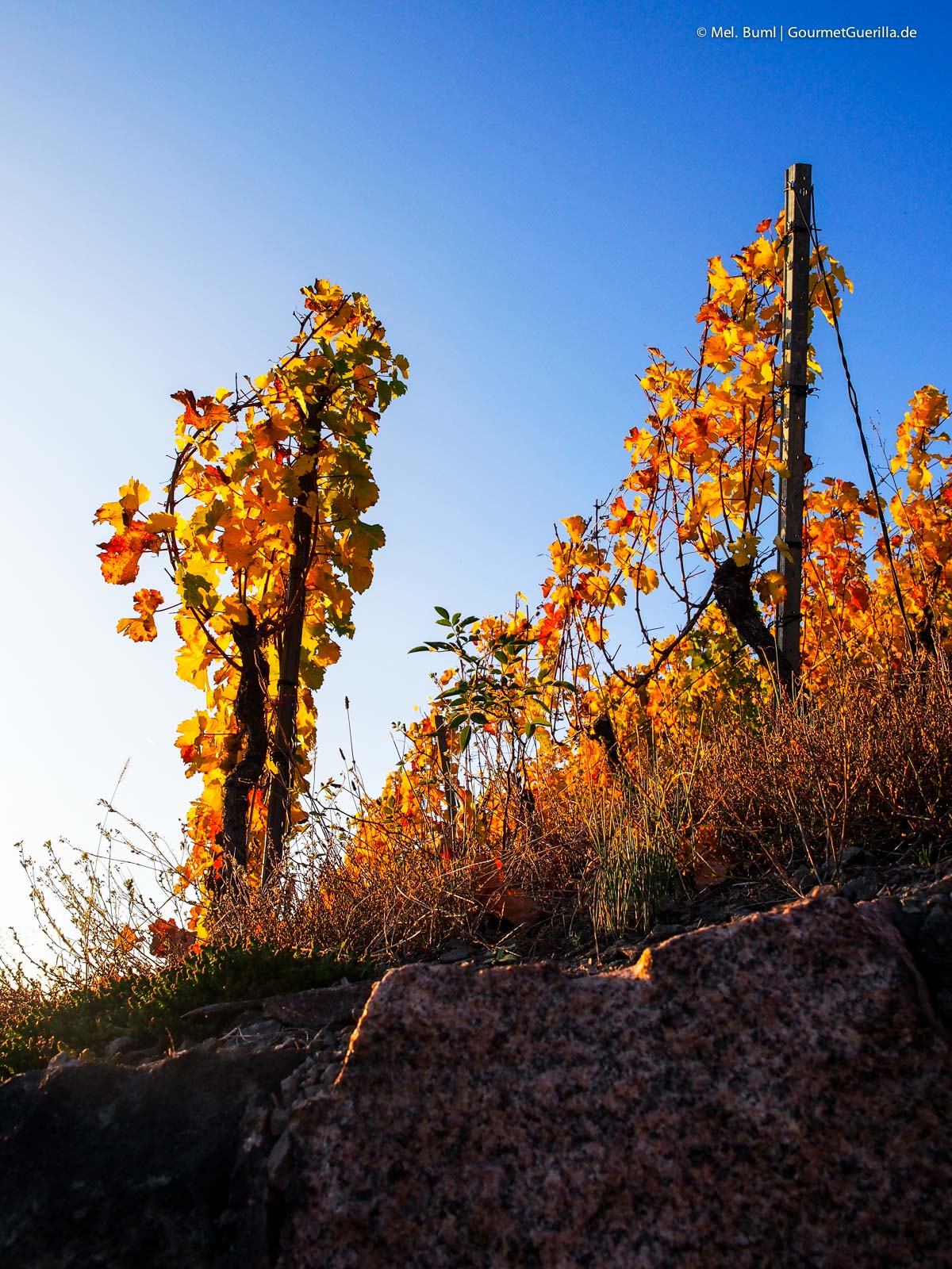 Weinberg Schloss Wackerbarth Sächsisches Staatsweingut Weinstraße | GourmetGuerilla.de