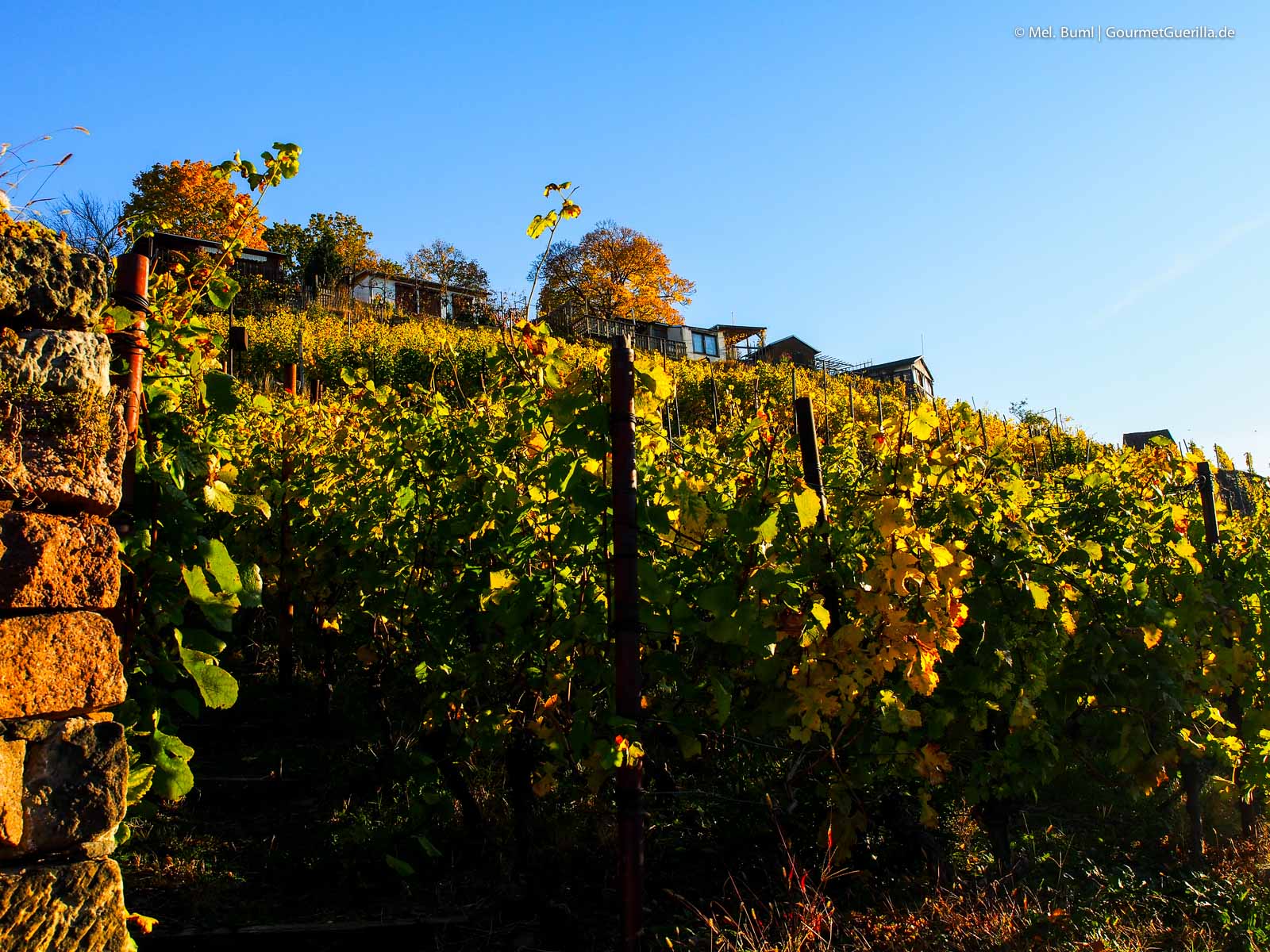 Weingut Mariaberg Anja Fritz Meißen | GourmetGuerilla.de