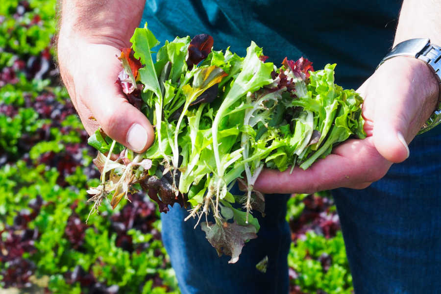 Salatmischung direkt vom Feld Salatmischung auf dem Feld Eisbergsalat auf dem Feld Bonduelle Academy Salat Anbau und Verarbeitung | GourmetGuerilla.de