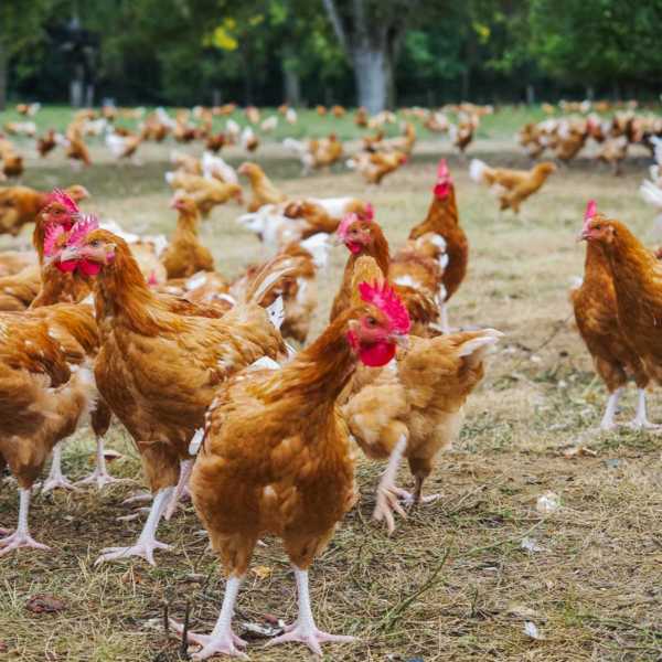 Hühner Label Rouge - ein Besuch bei unseren franzoesischen Nachbarn | GourmetGuerilla.de