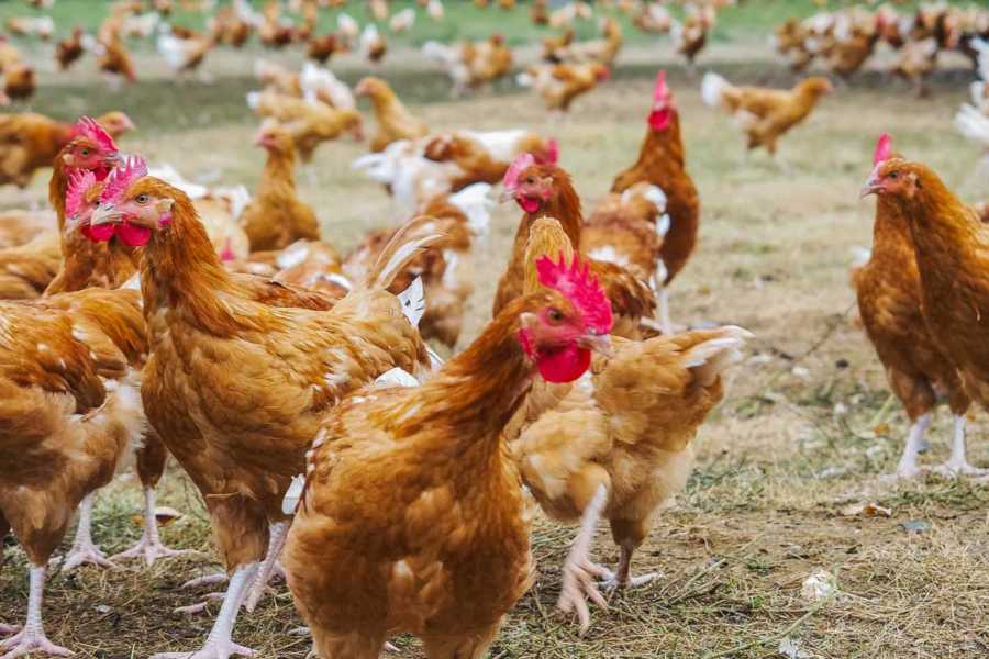 Hühner Label Rouge - ein Besuch bei unseren franzoesischen Nachbarn | GourmetGuerilla.de