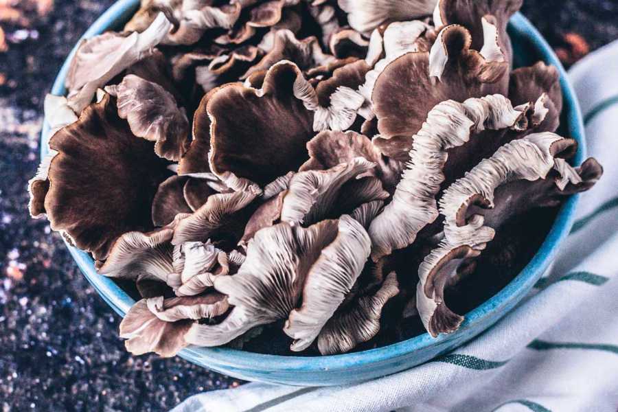 Pilze einfach zu Hause selber züchten Pilzkit Pilzgarten Helvesiek | GourmetGuerilla.de