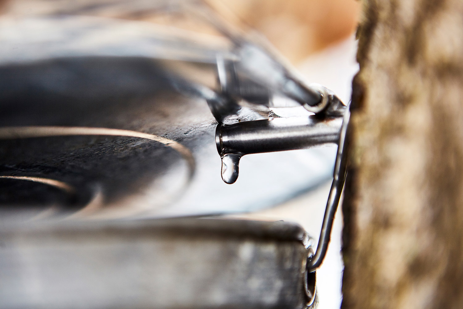 Farm, Ahornbäume und Produktion Ahornsirup in Kanada | GourmetGuerilla.de