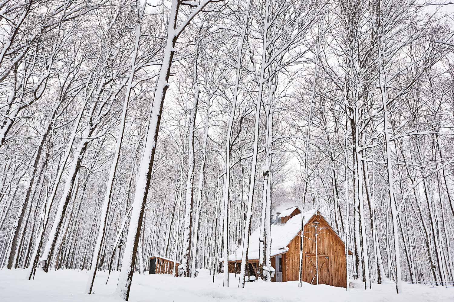 Farm, Ahornbäume und Produktion Ahornsirup in Kanada | GourmetGuerilla.de