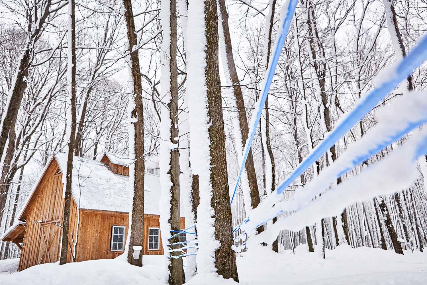 Farm, Ahornbäume und Produktion Ahornsirup in Kanada | GourmetGuerilla.de