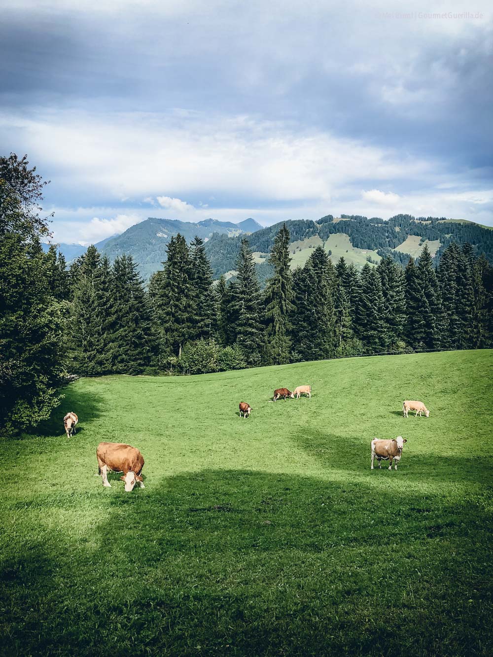 Heumilchkühe Ahornhof Österreich Sennermeetsblogger | GourmetGuerilla.de