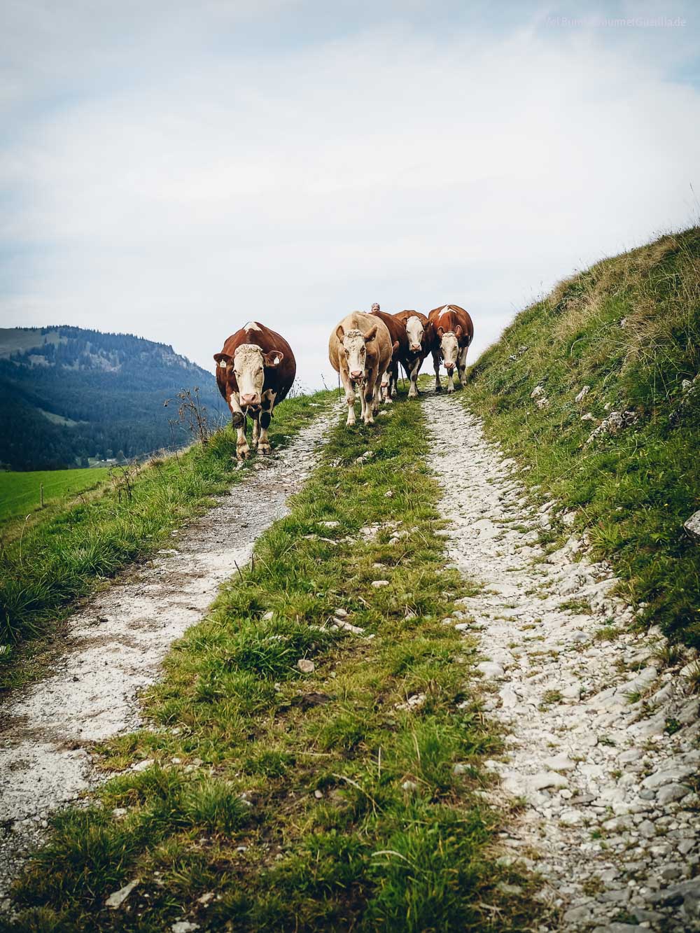 Heumilchkühe Ahornhof Österreich Sennermeetsblogger | GourmetGuerilla.de