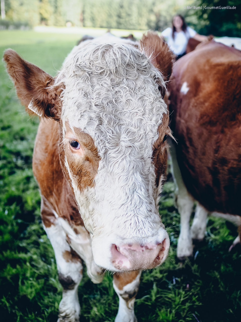 Die Kuh-Flüsterin vom Wallnerbauernhof. Eine Liebesgeschichte mit Heumilch g.t.S. im Salzburger Land #sennermeetsblogger | GourmetGuerilla.de