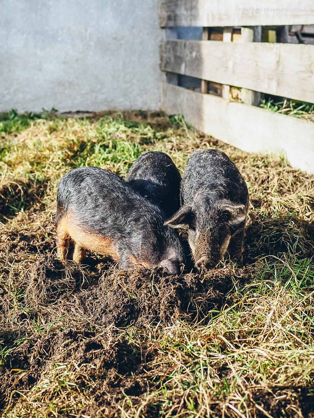 Slow Food Travel Gailtal Kärnten Hotel Schloss Lerchenhof | GourmetGuerilla.de