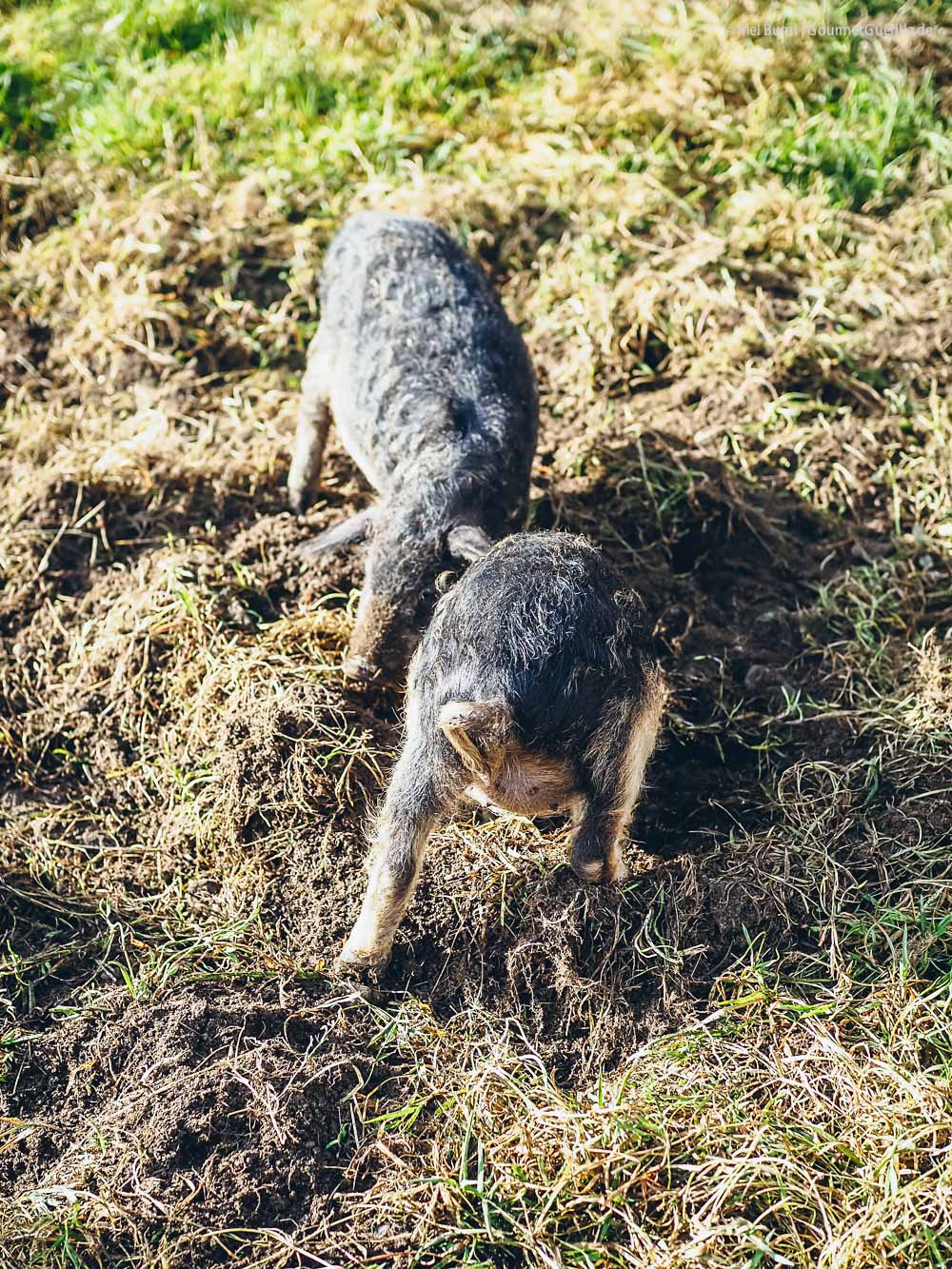Slow Food Travel Gailtal Kärnten Hotel Schloss Lerchenhof | GourmetGuerilla.de
